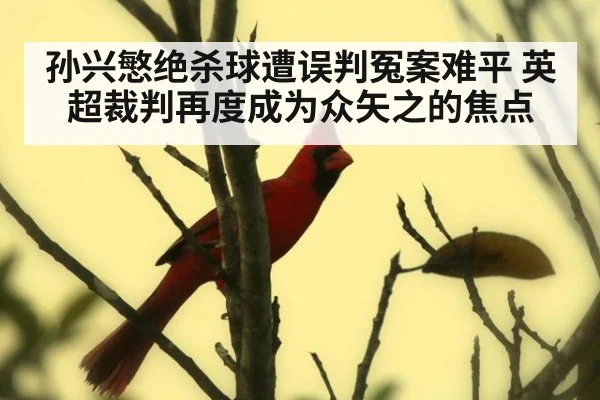 孙兴慜绝杀球遭误判冤案难平 英超裁判再度成为众矢之的焦点